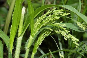 MIGLIO VERDE