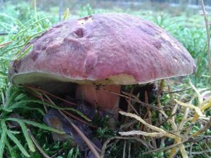 funghi (3)