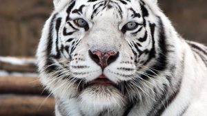 tigre bianca