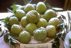 ANNONA 2