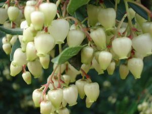 FIORI CORBEZZOLO