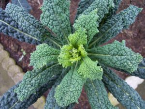 cavolo nero