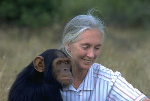 jane goodall