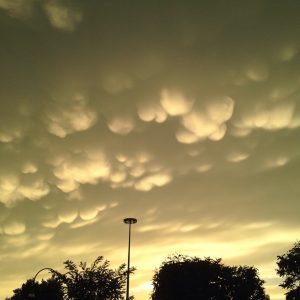 parma mammatus (43)