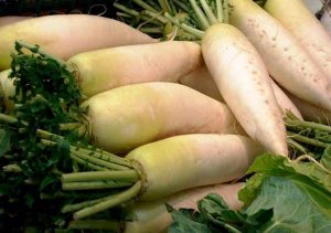 daikon la radice simile al ravanello ma di colore bianco