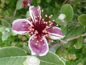 FEIJOA 1