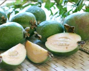 FEIJOA 3