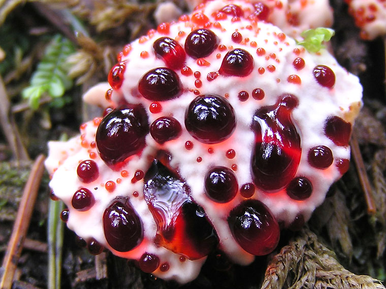 Panna e fragola: il fungo dalle brillanti gocce di liquido rosso [FOTO]