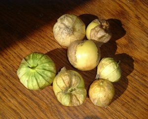TOMATILLO 2