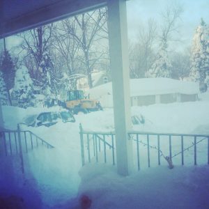 buffalo (15)