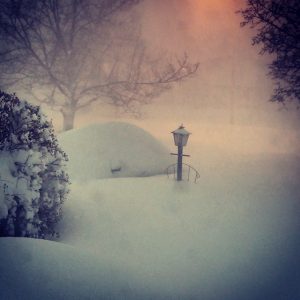 buffalo04
