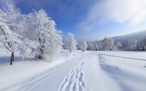 kiev forest winter