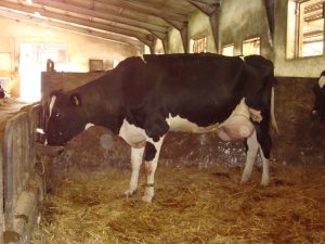 mucca