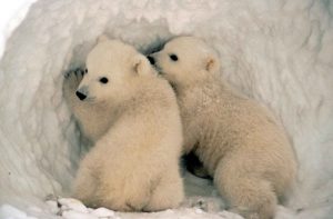orso polare cuccioli