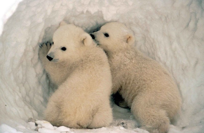 orso polare cuccioli