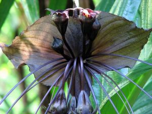 PIANTA PIPISTRELLO 3