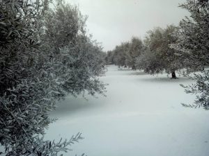 Super Neve in Puglia (1)