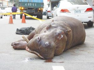 ippopotamo cina