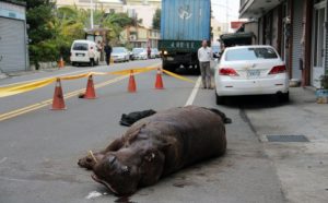 ippopotamo cina2