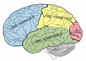 2000px-Brain_diagram_it.svg