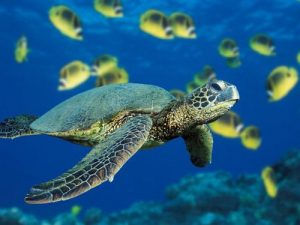AJ1NF5F4ZCaretta Caretta