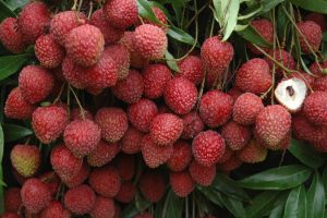 LITCHI 2