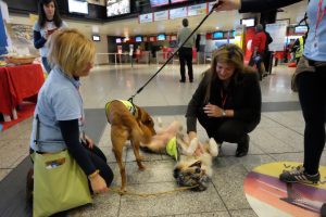cani e pet therapy