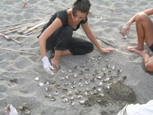 caretta caretta (6)