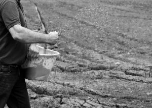 la semina del riso avviene dopo la meta di Aprile