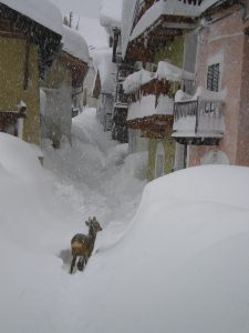 neve cervo