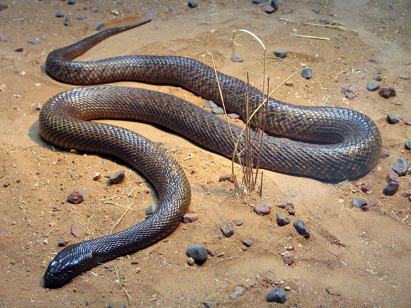 serpente bruno