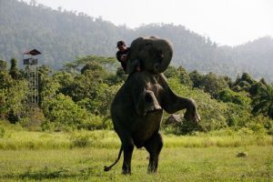 Elefanti Indonesia