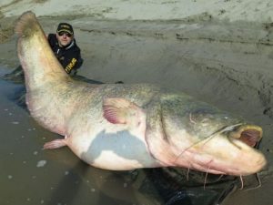 pesce siluro po