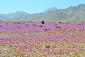 La fioritura del deserto di Atacama dopo la caduta di un po' di pioggia