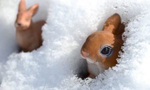 Easter bunny figurines are covered with snow in a garden in Luebeck, Germany