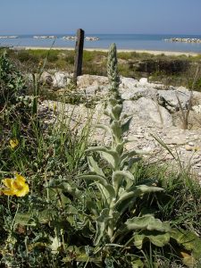 Parco delle dune (4)