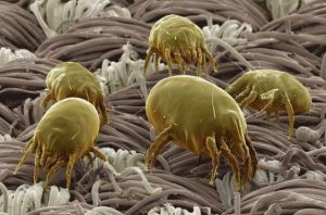 RINITE ALLERGICA ACARI