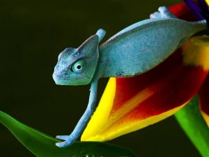 camaleonte