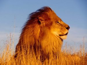 leone criniera nera etiopia