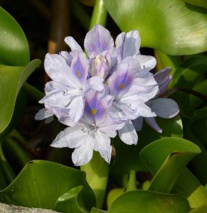 univ_trieste_eichhornia_crassipes_mart_solms_2