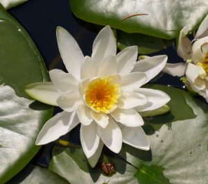 univ_trieste_nymphaea_alba_l_1