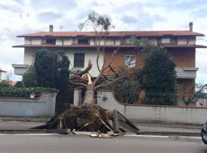 vento impetuoso albero sradicato