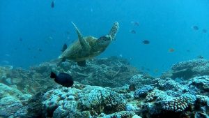 Video Screen Grabs from Great Barrier Reef Clipreel