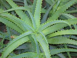 ALOE ARBORESCENS 1