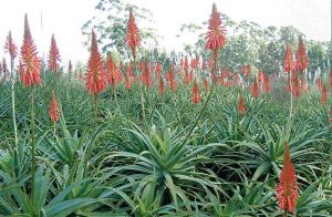 ALOE ARBORESCENS 2
