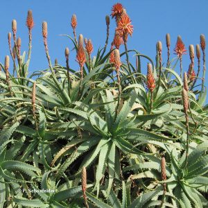 ALOE ARBORESCENS 4