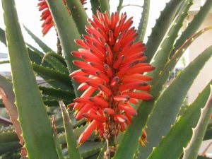 ALOE ARBORESCENS COP