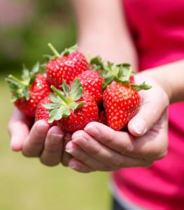 FRAGOLE 1