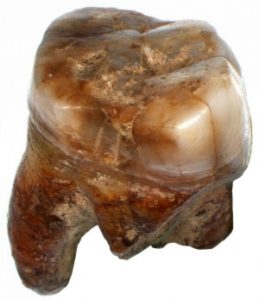 Il-primo-homo-sapiens-dellEuropa-era-un-italiano