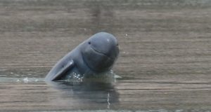 Irrawaddy dolphin, Mekong River, Cambodia